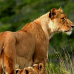 15 Days Primate & Wildlife Safari