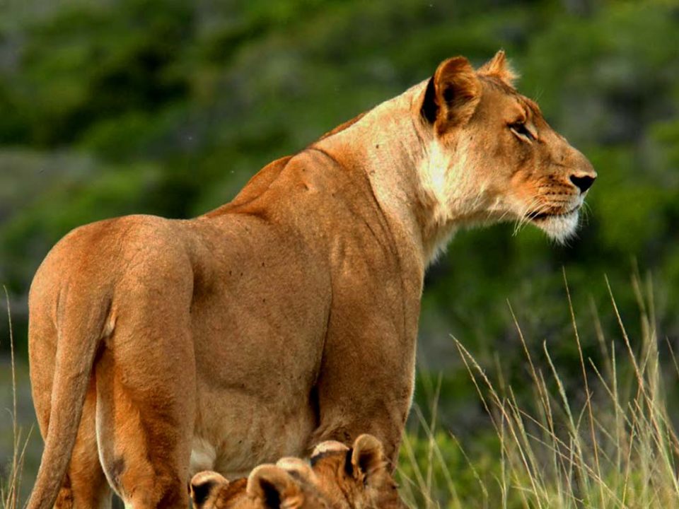 15 Days Primate & Wildlife Safari