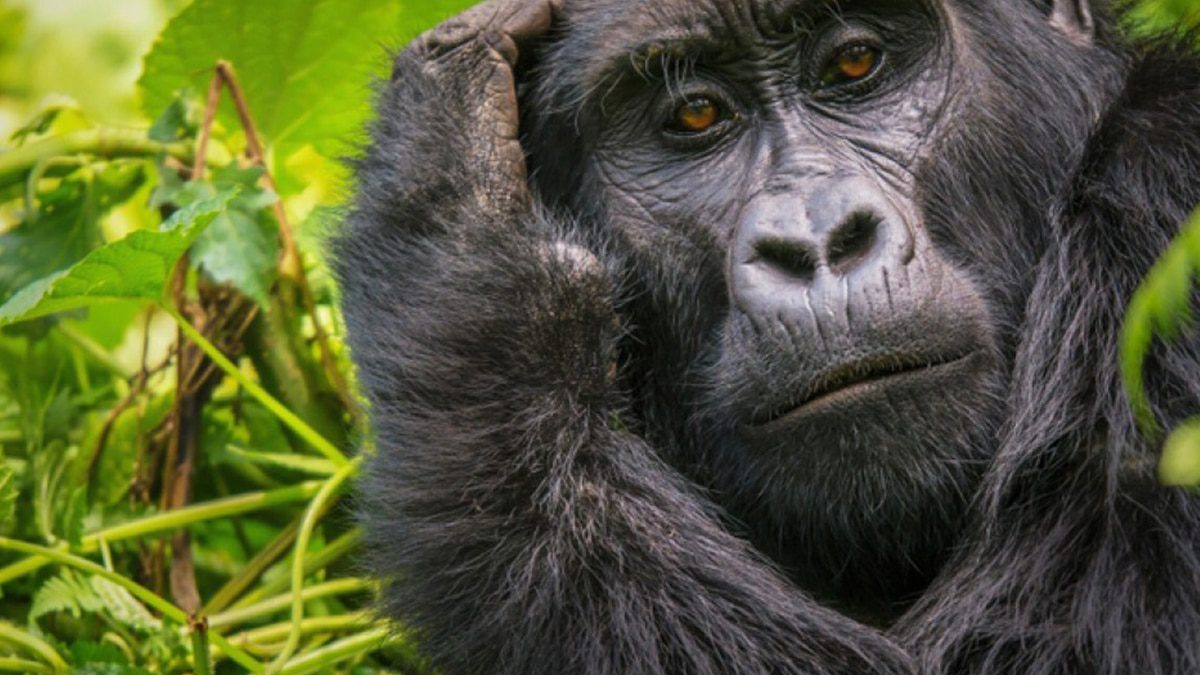 Best National Parks Africa