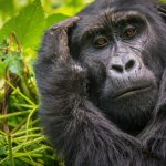 Best National Parks Africa