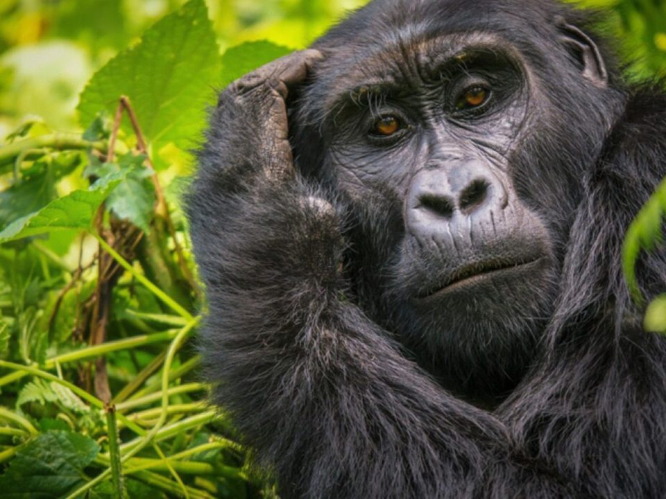 Best National Parks Africa