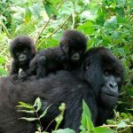 Gorilla Trekking in Uganda