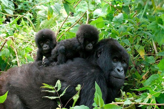 Gorilla Trekking in Uganda