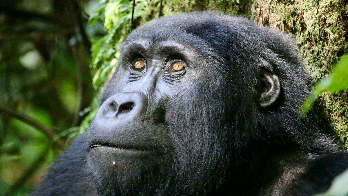 Guide To Gorilla Trekking In Uganda
