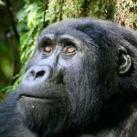 Guide To Gorilla Trekking In Uganda