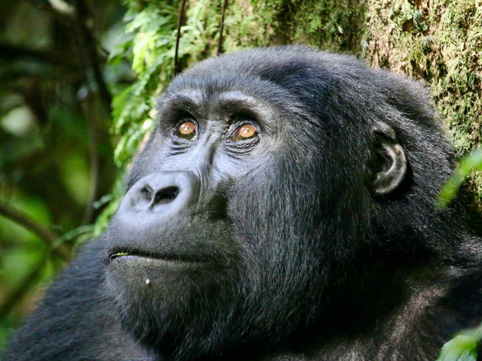 Guide To Gorilla Trekking In Uganda