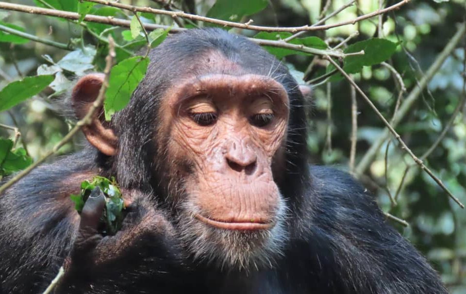Bigodi Walks & Chimpanzee Tracking