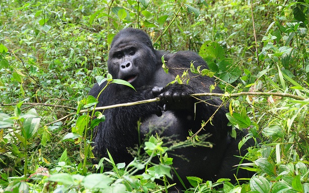 7 Days Rwanda Classic Safari