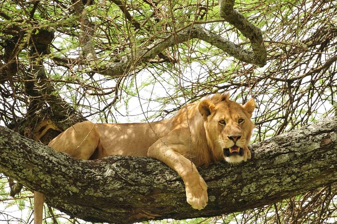 12 Days Uganda Safari Tour