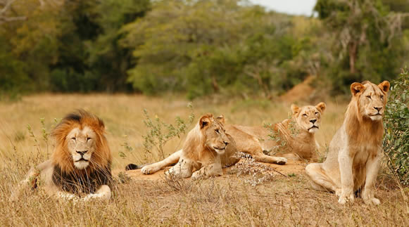 3 Days in Akagera National Park