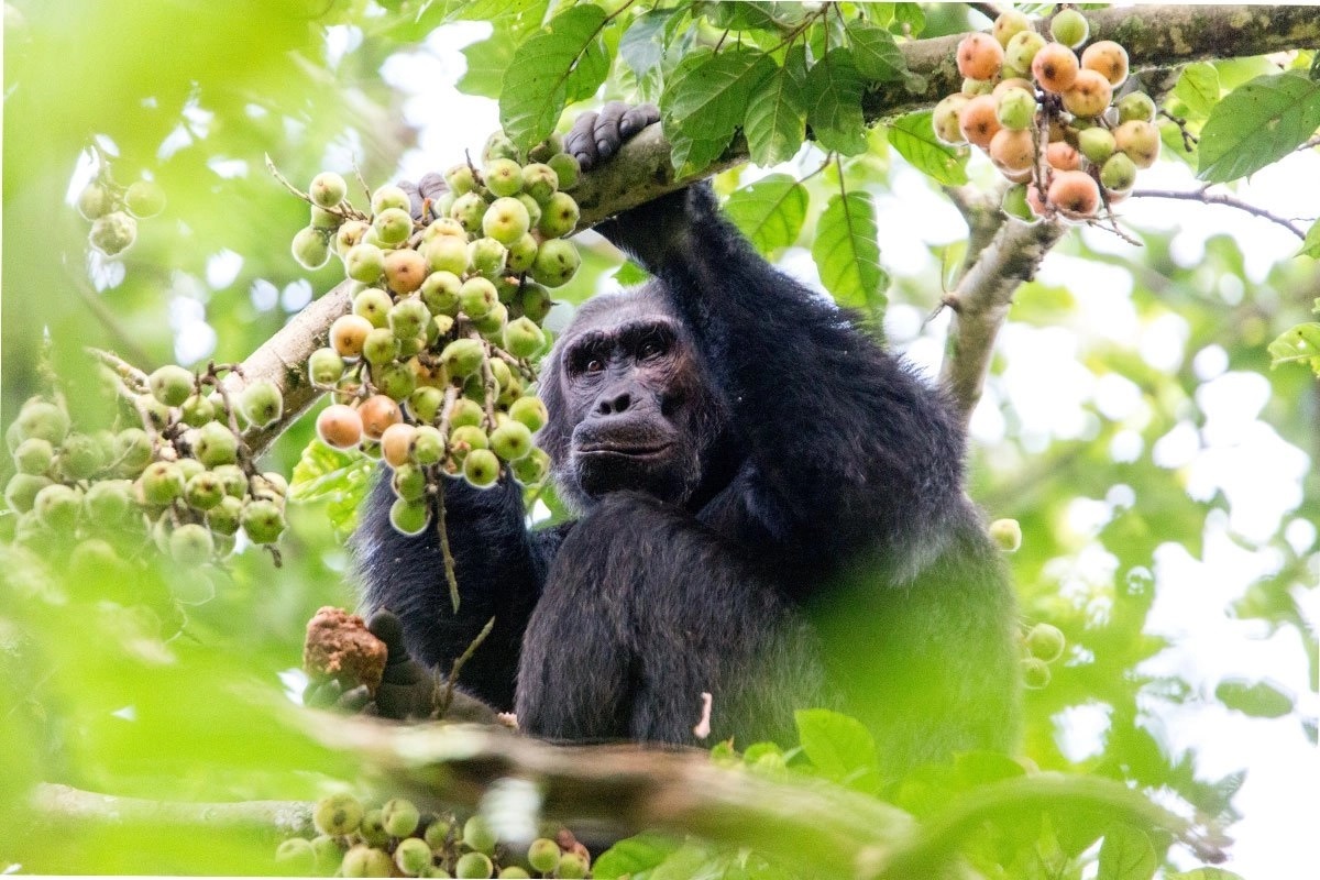 Chimpanzee Trekking Rwanda