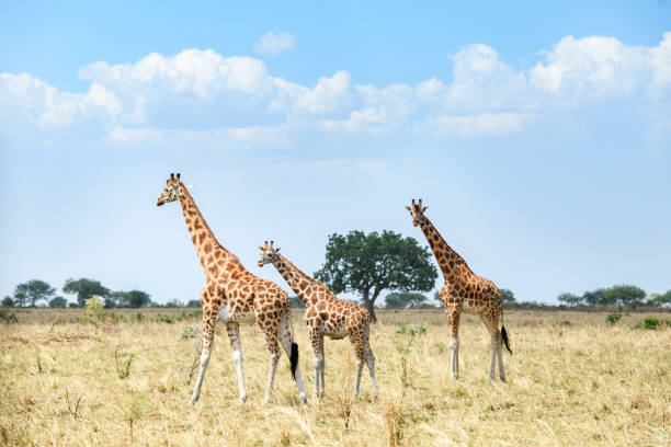 9 Days Uganda Safari