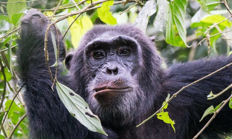 5 Days Lake Mburo & Kibale