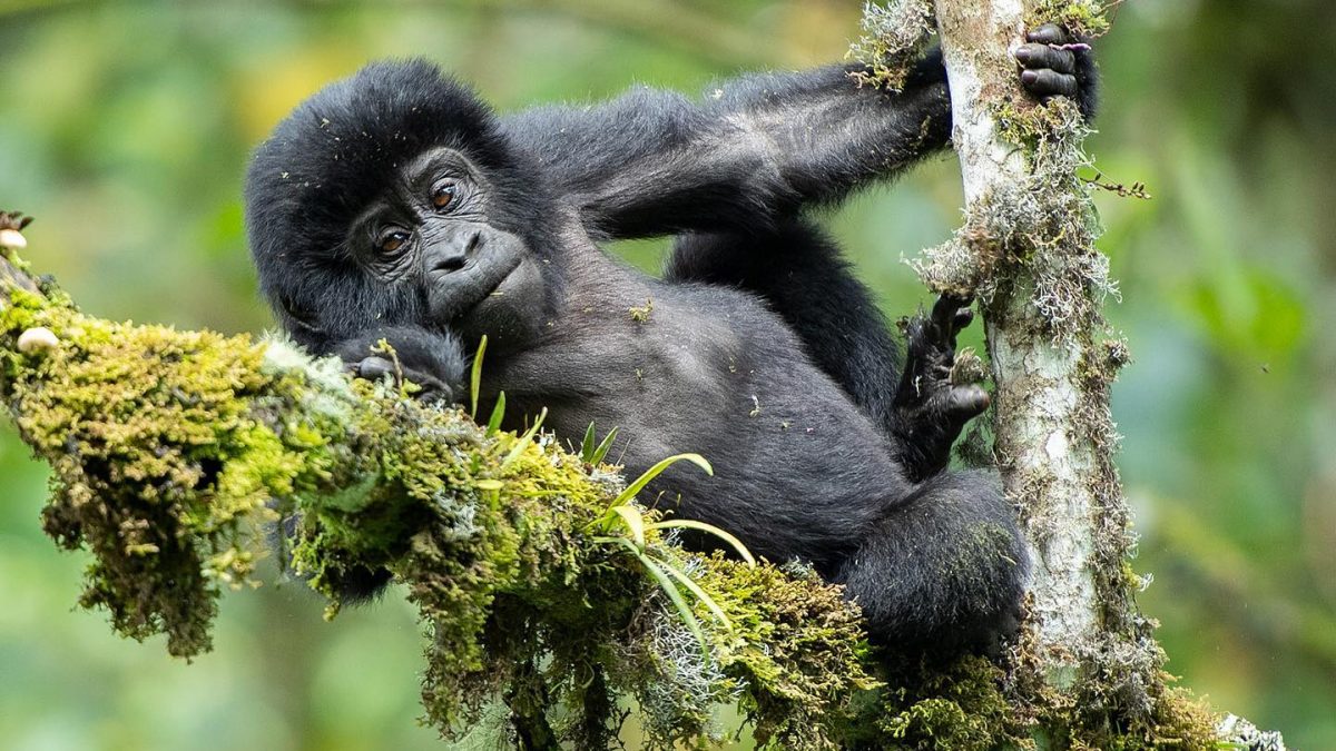 Gorilla Families in Rushaga