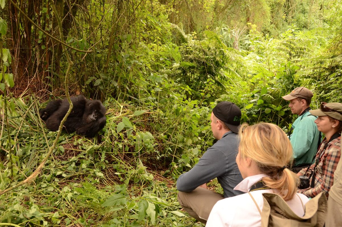 Gorilla Habituation Experience