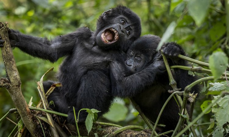 Gorilla trekking tours in Uganda