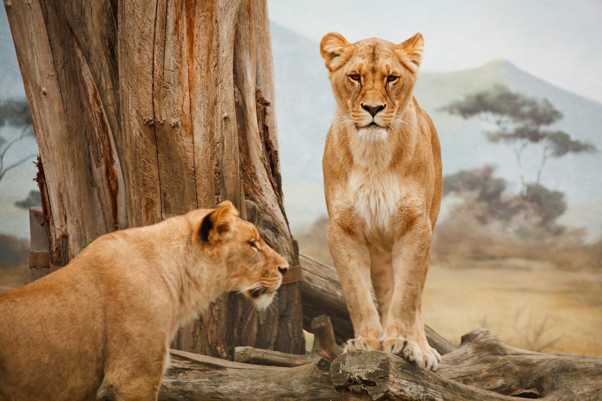 6 Days Best Uganda Adventure Safari