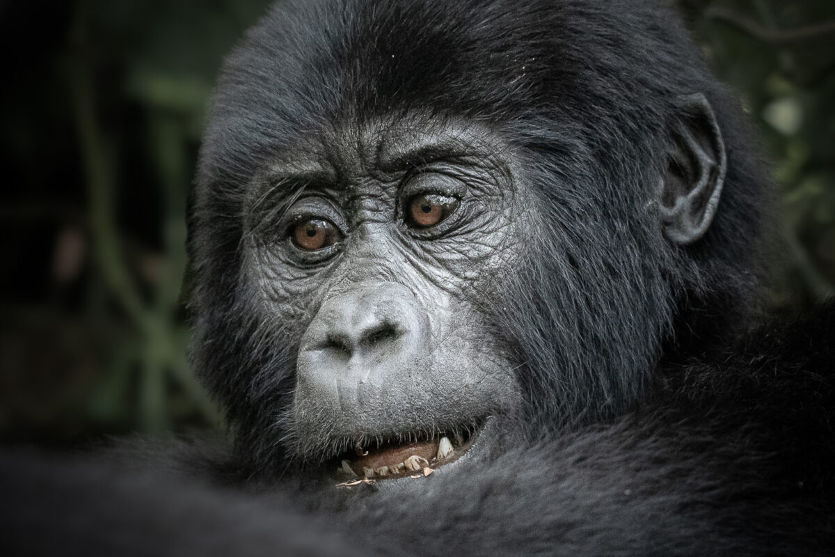 Combined Gorilla and Wildlife Safari