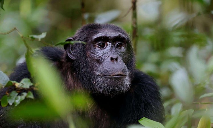 3 Days Chimpanzee Habituation Tour
