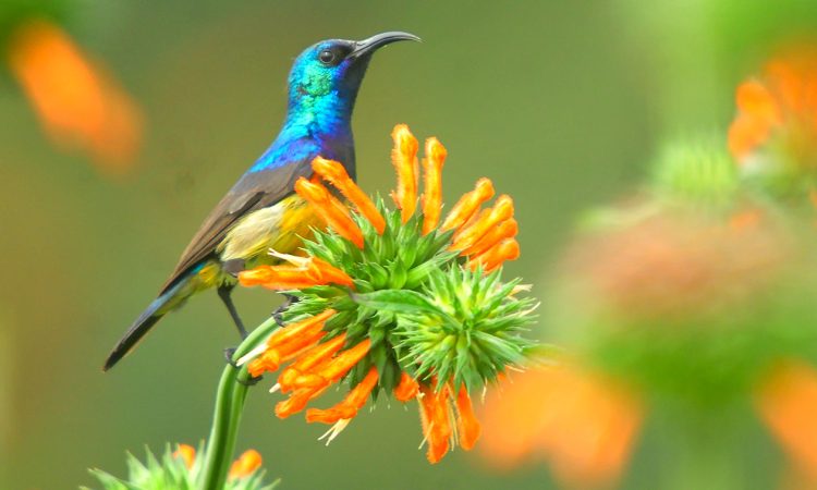 Uganda Birding Safaris