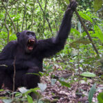 3 Days Chimp Trekking Tour