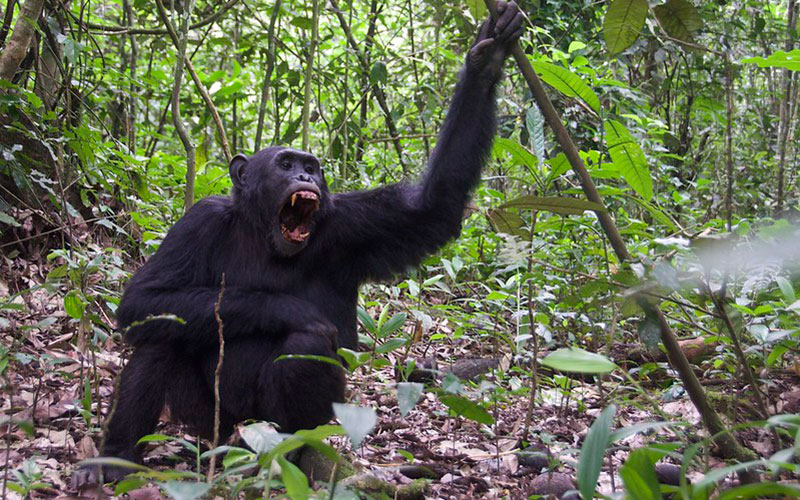 3 Days Chimp Trekking Tour