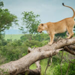 Queen Elizabeth and Lake Mburo