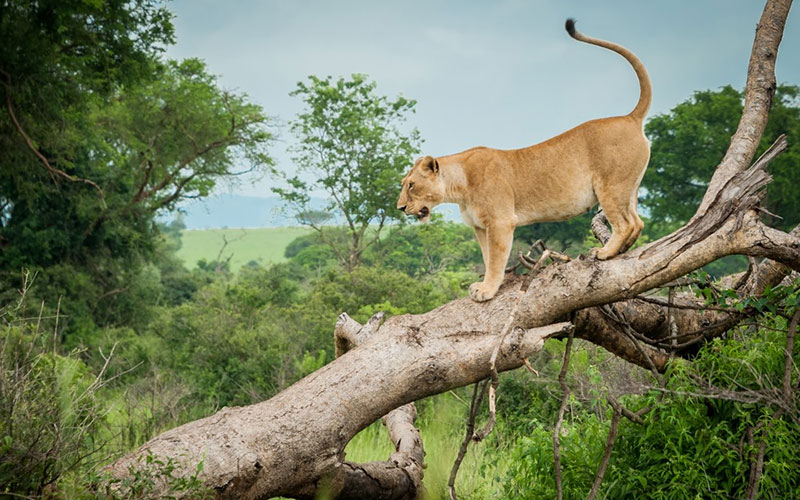 Queen Elizabeth and Lake Mburo