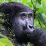 3 Days fly-in Gorilla Safari