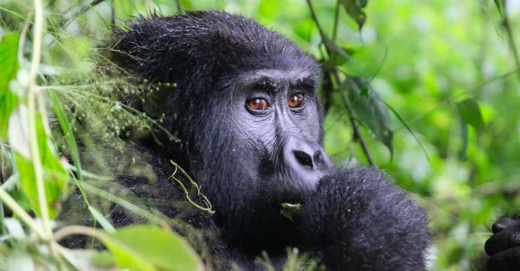 3 Days fly-in Gorilla Safari