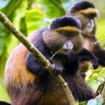 Uganda Gorillas And Golden Monkey