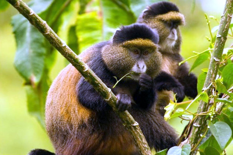 Uganda Gorillas And Golden Monkey