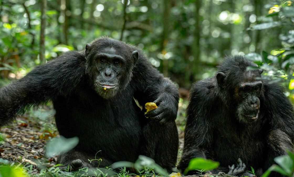 3 Days Chimpanzee Habituation Tour