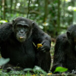 3 Days Chimpanzee Habituation Tour