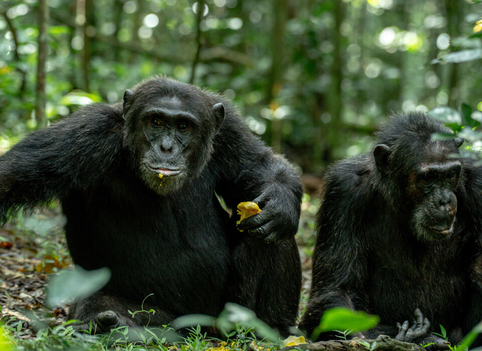 3 Days Chimpanzee Habituation Tour
