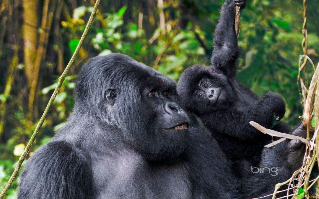 3 Days Rwanda Gorilla Trekking Tour
