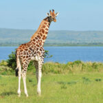 3 Days Murchison Falls NP Safari
