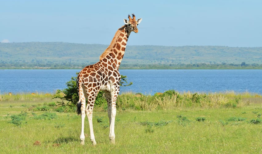 3 Days Murchison Falls NP Safari