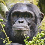 3 Days Chimp Trekking Tour