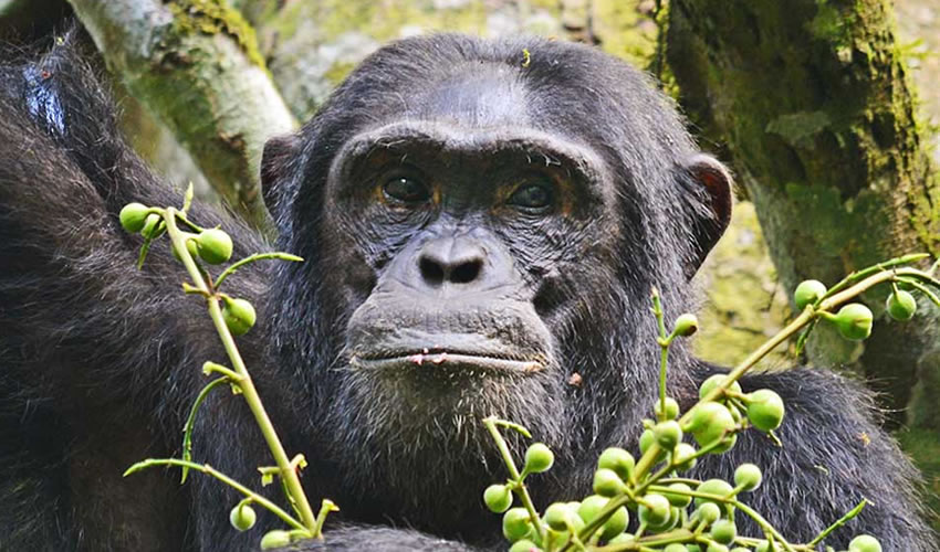 3 Days Chimp Trekking Tour