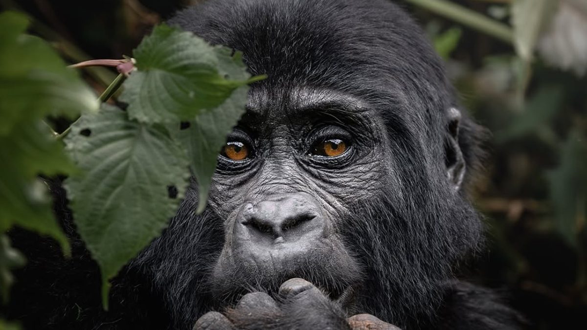 Best Time to Visit Uganda for a Safari