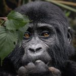 Best Time to Visit Uganda for a Safari