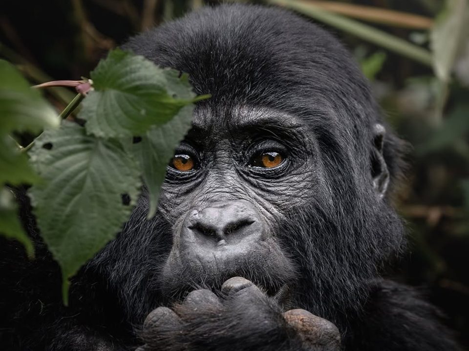 Best Time to Visit Uganda for a Safari