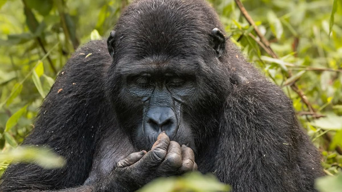 Best Places to Visit in Uganda