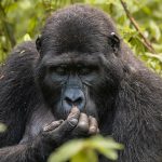 Best Places to Visit in Uganda