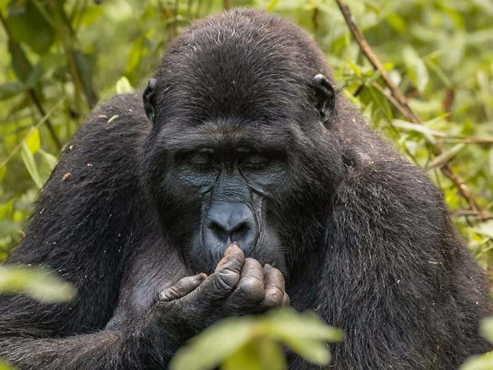 Best Places to Visit in Uganda