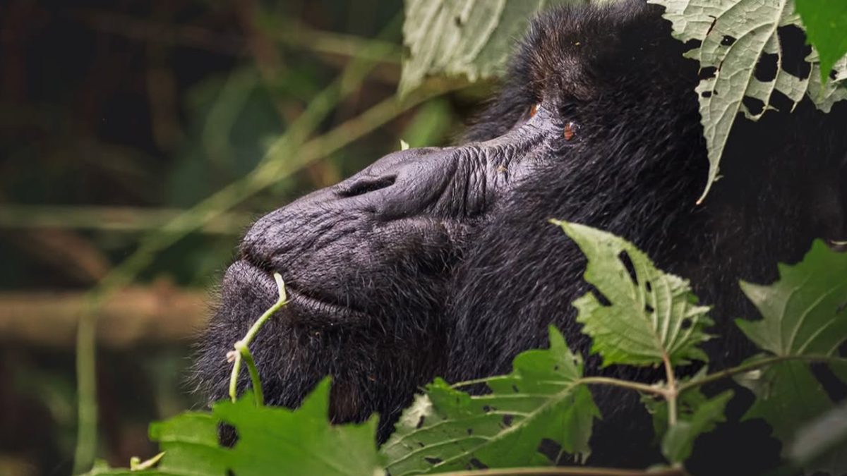 Uganda Gorilla Trekking from Entebbe