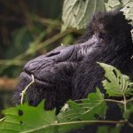 Uganda Gorilla Trekking from Entebbe