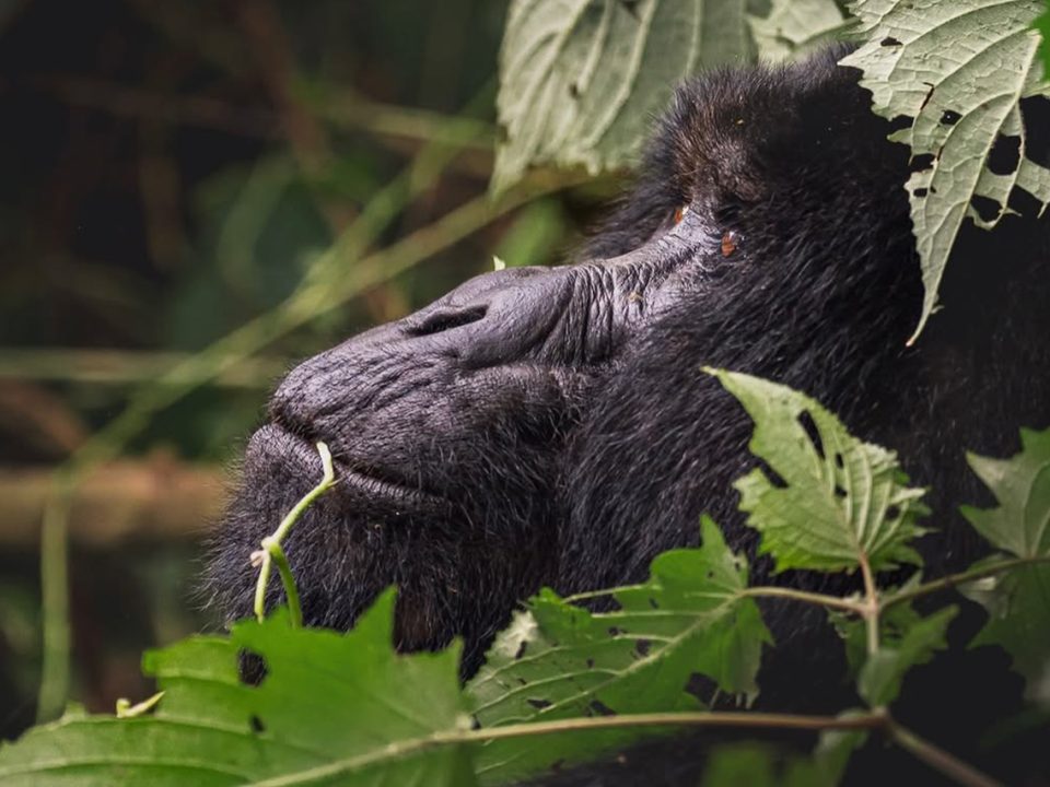Uganda Gorilla Trekking from Entebbe